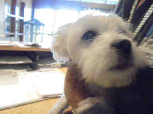 Medium Photo #10 Maltese-Unknown Mix Puppy For Sale in Upland, CA, USA