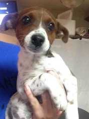 Jack Russell Terrier Dogs for adoption in Conway, AR, USA