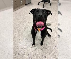 Labrador Retriever-Unknown Mix Dogs for adoption in Brighton, CO, USA