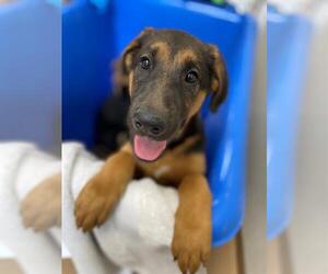 German Shepherd Dog Dogs for adoption in Chula Vista, CA, USA