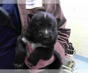 German Shepherd Dog-Unknown Mix Dogs for adoption in Tulsa, OK, USA