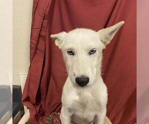 Siberian Husky-Unknown Mix Dogs for adoption in Modesto, CA, USA