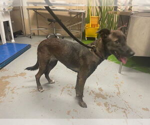 Mutt Dogs for adoption in Ocala, FL, USA