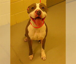 Medium Photo #1 American Pit Bull Terrier Puppy For Sale in Sanford, FL, USA