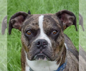 Boxer-Catahoula Leopard Dog Mix Dogs for adoption in Huntley, IL, USA