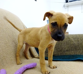 Boxador Dogs for adoption in Belleville, MI, USA