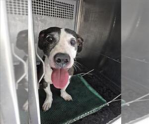 Basset Hound-Unknown Mix Dogs for adoption in Texas City, TX, USA