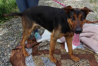 Shepweiller Dogs for adoption in Woodland, CA, USA
