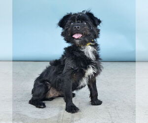 Shih Tzu-Unknown Mix Dogs for adoption in Pasadena, CA, USA