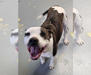 American Pit Bull Terrier-Unknown Mix Dogs for adoption in Melrose, FL, USA