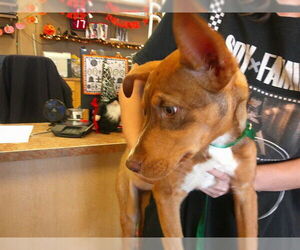 American Foxhound-Collie Mix Dogs for adoption in Ocala, FL, USA