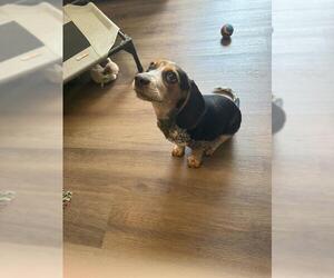 Beagle Dogs for adoption in San Antonio, TX, USA