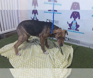 Mutt Dogs for adoption in Orlando, FL, USA