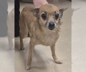 Chihuahua Dogs for adoption in Decatur, IL, USA
