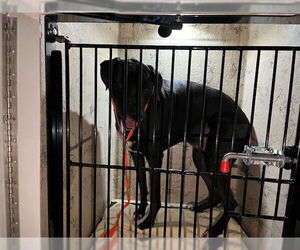 Labrador Retriever-Unknown Mix Dogs for adoption in Murfreesboro, TN, USA