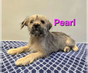Shih Tzu-Unknown Mix Dogs for adoption in Modesto, CA, USA