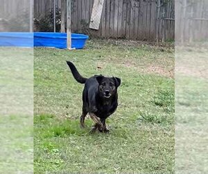 Labrottie Dogs for adoption in Shreveport, LA, USA