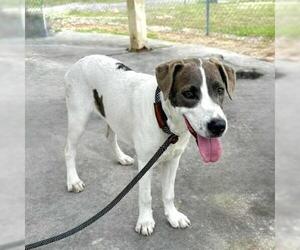 Labrador Retriever-Unknown Mix Dogs for adoption in Conroe, TX, USA