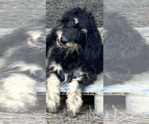 Miniature Schnauzer-Poodle (Miniature) Mix Dogs for adoption in Okolona, MS, USA