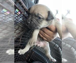 Staffordshire Bull Terrier Dogs for adoption in Houston, TX, USA