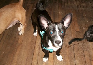 Chihuahua Dogs for adoption in Perry, OK, USA