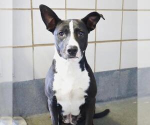 Mutt Dogs for adoption in San Antonio, TX, USA