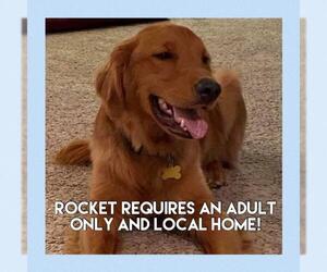 Golden Retriever Dogs for adoption in Grantville, PA, USA