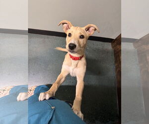 Labrador Retriever-Unknown Mix Dogs for adoption in Chico, CA, USA