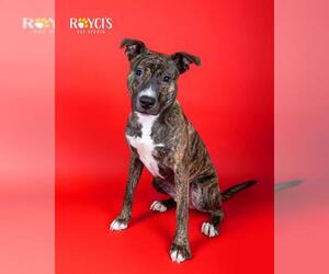 American Staffordshire Terrier-Unknown Mix Dogs for adoption in West Valley, UT, USA