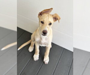 Labrador Retriever-Unknown Mix Dogs for adoption in San Bernardino, CA, USA