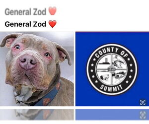 Bullypit Dogs for adoption in Akron, OH, USA