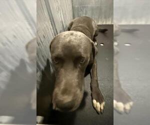 American Staffordshire Terrier-Labrador Retriever Mix Dogs for adoption in San Antonio, TX, USA