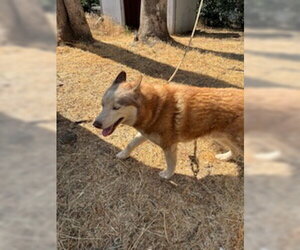 Siberian Husky Dogs for adoption in Placerville, CA, USA