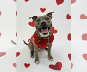 Mutt Dogs for adoption in Rockville, MD, USA