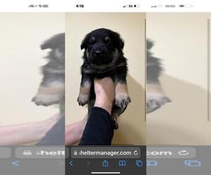 Huskies -Unknown Mix Dogs for adoption in Calgary, Alberta, Canada