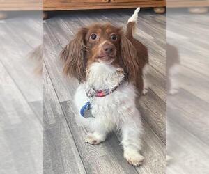 Dachshund Dogs for adoption in Los Angeles, CA, USA