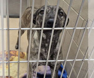 Mutt Dogs for adoption in Decatur, IL, USA