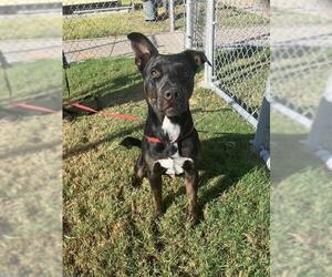 American Pit Bull Terrier-Unknown Mix Dogs for adoption in Corpus Christi, TX, USA