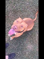 American Pit Bull Terrier Dogs for adoption in Graniteville, SC, USA