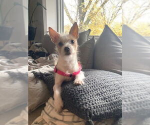 Mutt Dogs for adoption in St. Louis Park, MN, USA