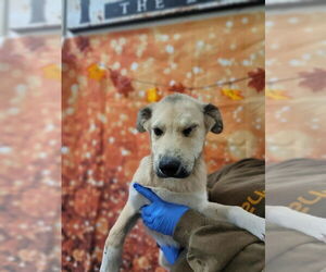 Siberian Husky-Unknown Mix Dogs for adoption in New York, NY, USA