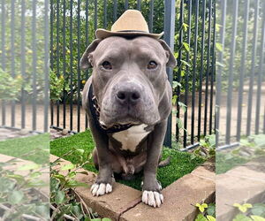 American Staffordshire Terrier-Unknown Mix Dogs for adoption in Redlands, CA, USA