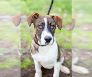 Basset Hound-Labrador Retriever Mix Dogs for adoption in El Cajon, CA, USA