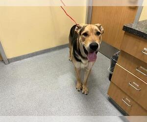 German Shepherd Dog Dogs for adoption in Orange, CA, USA