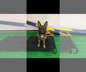 German Shepherd Dog Dogs for adoption in garner, NC, USA