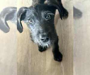 Great Dane-Unknown Mix Dogs for adoption in Germantown, OH, USA
