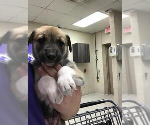 Basset Hound-German Shepherd Dog Mix Dogs for adoption in Conroe, TX, USA