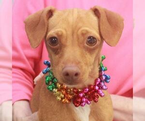 Chiweenie Dogs for adoption in Garfield Heights, OH, USA