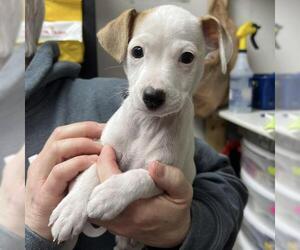 Rat-Cha Dogs for adoption in Fargo, ND, USA