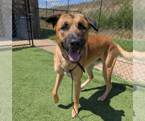 Mutt Dogs for adoption in Vail, AZ, USA
